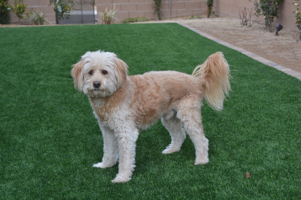 Phoenix artificial grass landscaping